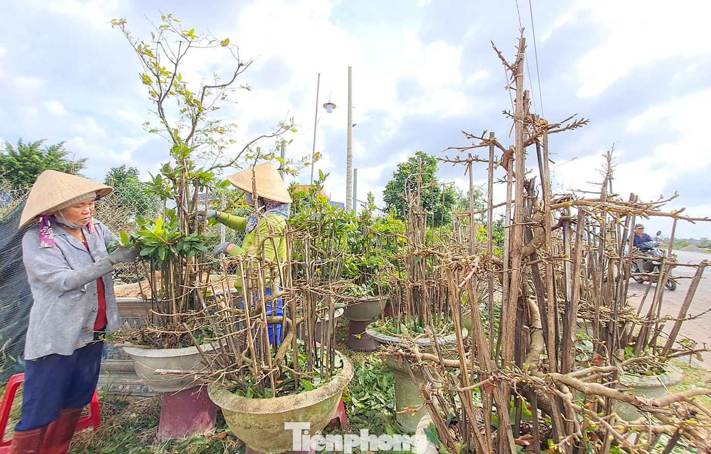 Bước vào vụ Tết, ngoài các lao động trong nhà, chủ vườn còn thuê thêm lao động ở ngoài để lặt lá. “Mới đầu ai cũng nghĩ công việc này khá giản đơn nhưng thực chất việc này đòi hỏi nhiều kỹ thuật, tỉ mỉ và phải có sự kiên nhẫn”, bà Nguyễn Thị Lành nói đồng thời cho hay, giá mỗi ngày công lặt lá nhà vườn trả 150 nghìn đồng. Ảnh: Trương Định