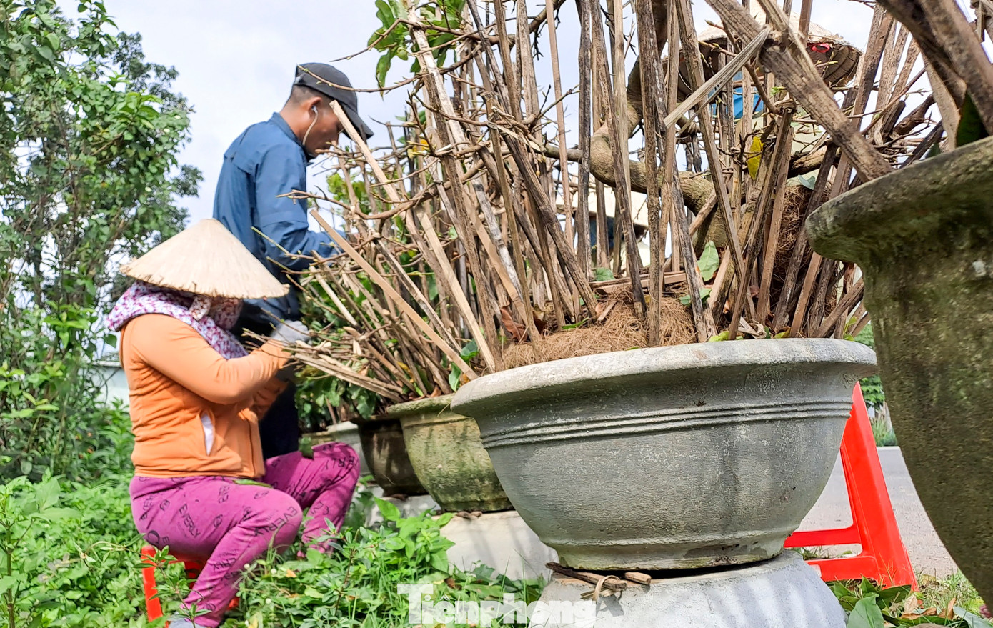 Thị xã An Nhơn (Bình Định) được xem là thủ phủ mai vàng lớn nhất miền Trung. Nơi đây có hàng ngàn hộ dân trồng mai, với diện tích 145ha, sản xuất khoảng hơn 1,6 triệu chậu mai mỗi vụ Tết. Nghề trồng mai góp phần nâng cao thu nhập, giải quyết việc làm cho người dân trên địa bàn. Ảnh: Trương Định