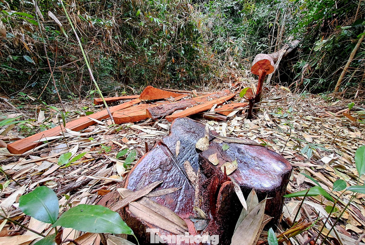 Cây gỗ bị cưa hạ dấu còn rất mới, thân cây được cưa xẻ ngay tại chỗ thành từng đoạn và tấm ván gỗ. Ảnh: Trương Định