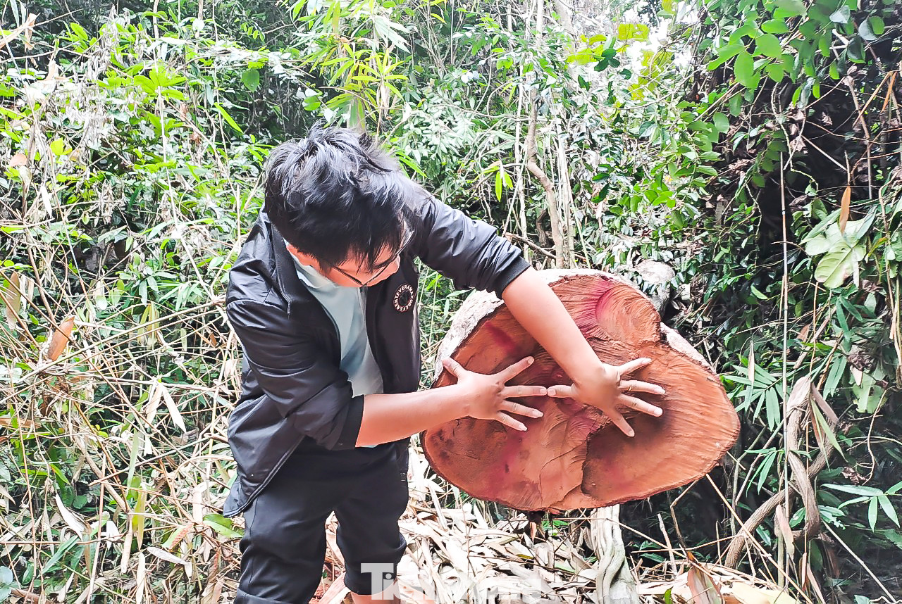 Nhiều cây có đường kính gốc ước chừng khoảng 30 cm, có cây lên đến 100 cm bị cưa hạ. Ảnh: Trương Định