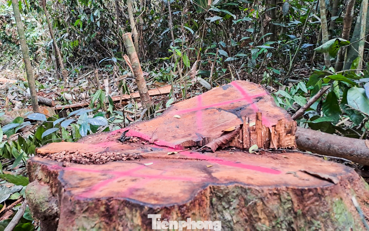 Theo quan sát, các đối tượng “lựa” những cây gỗ lớn, thẳng để cưa hạ, vị trí nằm rải rác trong khu vực rừng. Ảnh: Trương Định