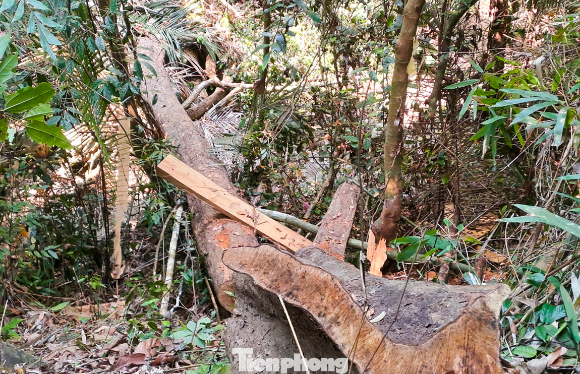 Qua ghi nhận của PV, có khoảng gần chục cây bị cưa hạ, xẻ lấy gỗ. Tuy nhiên, theo người dân cho biết, cũng còn một số cây khác bị cưa hạ tương tự. Ảnh: Trương Định