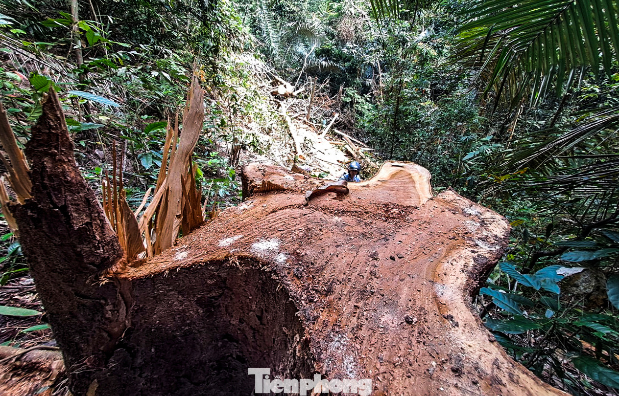 Một gốc cây gỗ có đường kính lớn bị cưa hạ. Ảnh: Trương Định