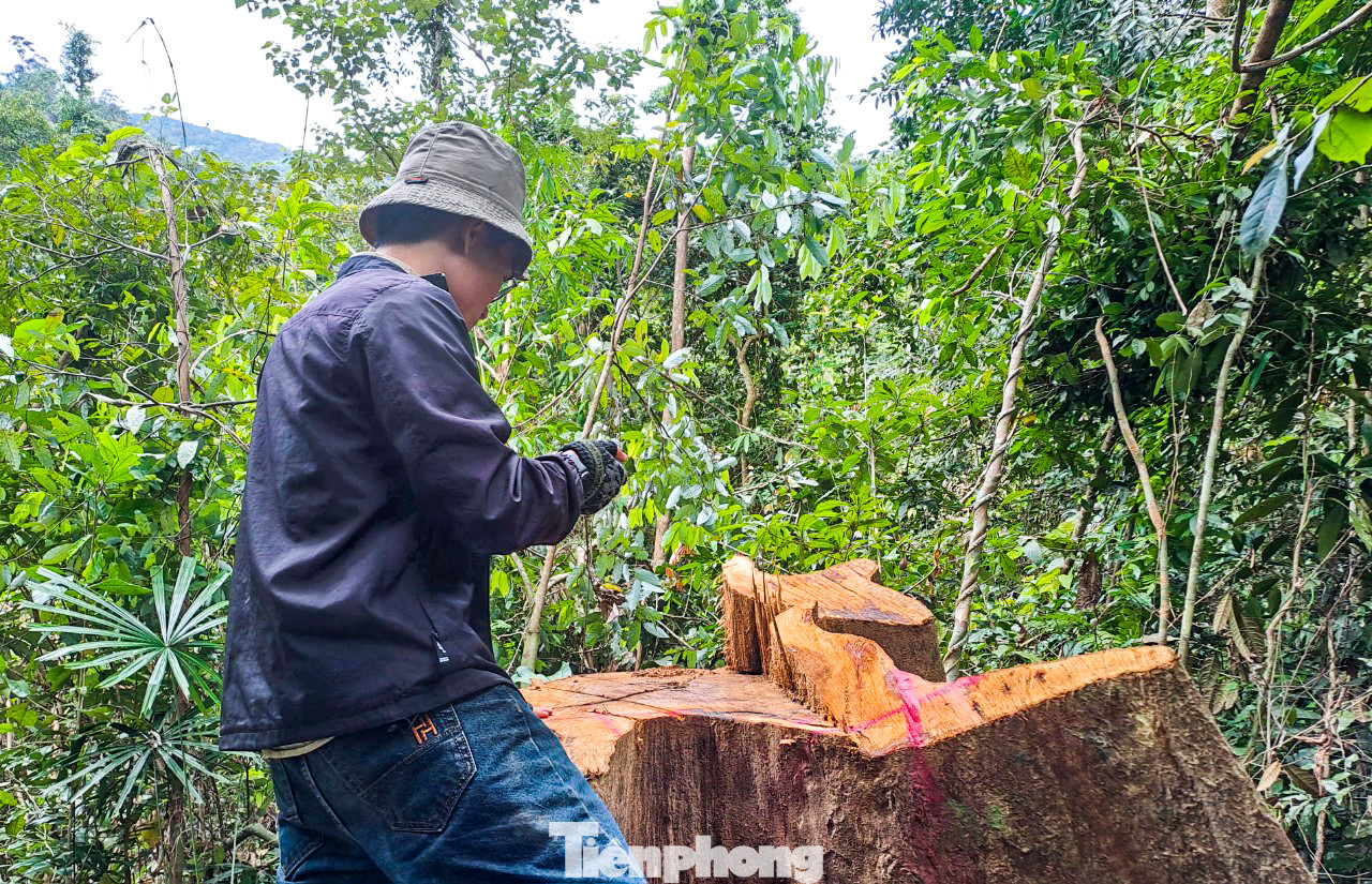 Gốc cây gỗ có đường kính lớn bị cưa hạ. Ảnh: Trương Định