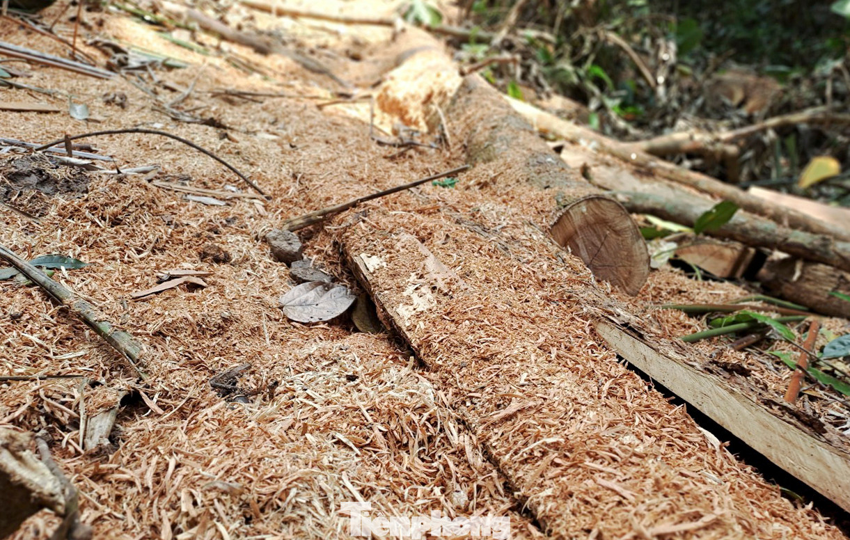 Dăm gỗ nằm vương vãi khắp nơi. Ảnh: Trương Định