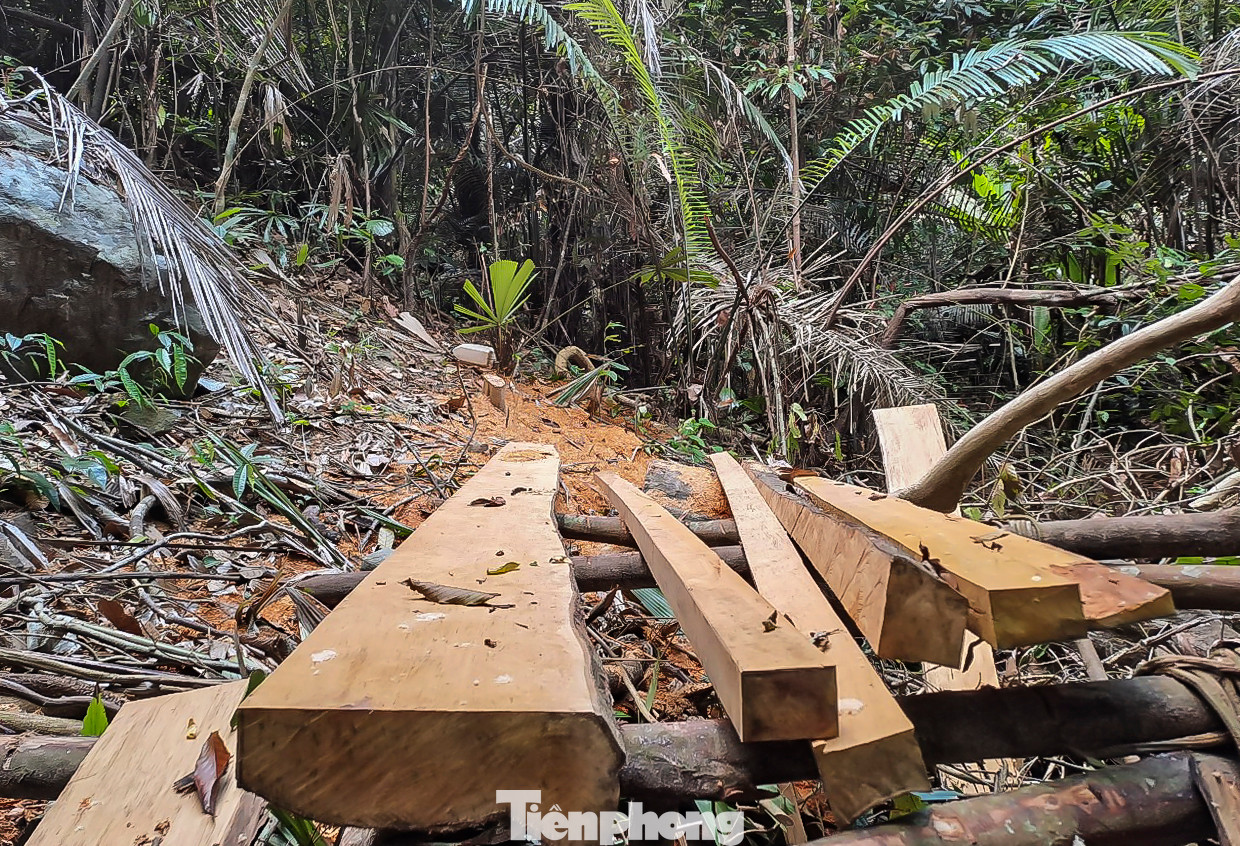 Những phách gỗ được cưa xe ngay tại hiện trường. Ảnh: Trương Định