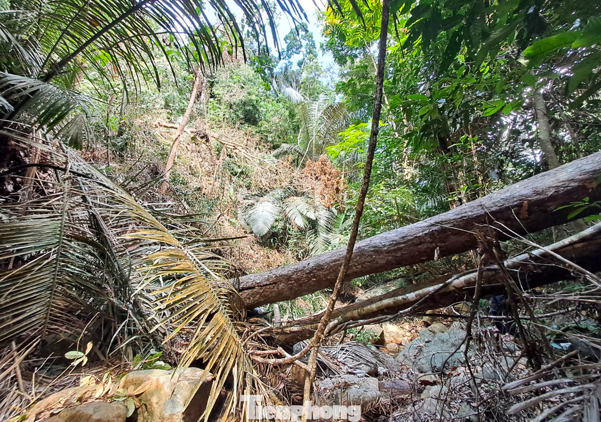 Tiến sâu vào khu vực nêu trên, PV ghi nhận nhiều cây gỗ lớn bị cưa nằm ngổn ngang, xung quanh có nhiều cành lá còn tươi. Ảnh: Trương Định