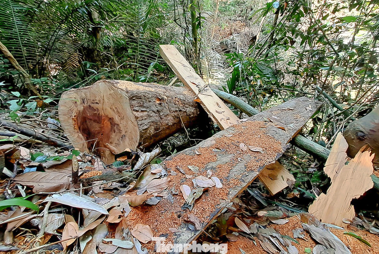 Hiện trường cây gỗ trong rừng tự nhiên có chức năng phòng hộ bị cưa, xẻ. Ảnh: Trương Định Hiện trường cây gỗ trong rừng tự nhiên có chức năng phòng hộ bị cưa, xẻ. Ảnh: Trương Định