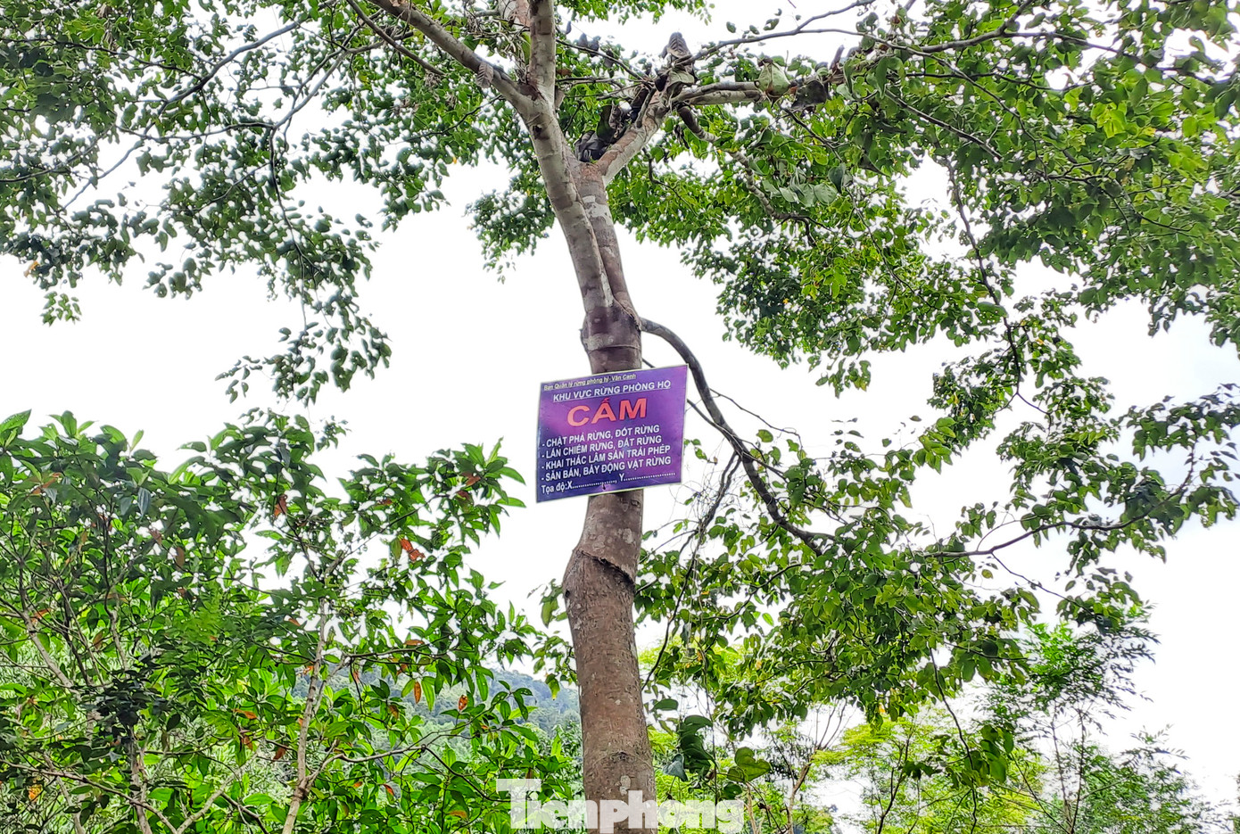 Biển cấm chặt phá rừng, đốt rừng... đặt ngay trước con đường dẫn vào khu vực người dân phản ánh. Ảnh: Trương Định