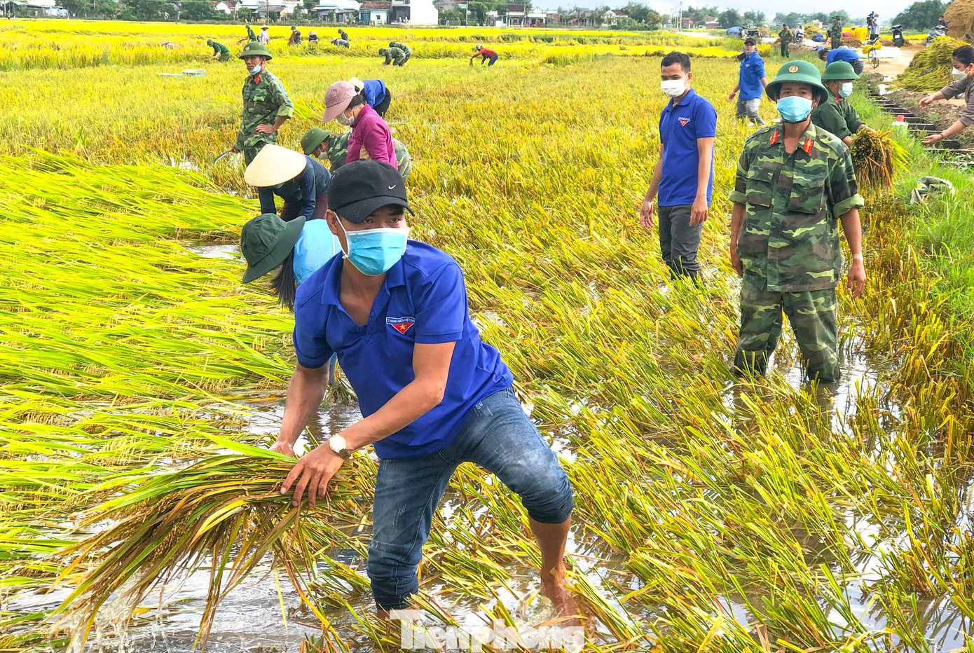 Nhiều diện tích lúa bị ngã đổ, ngập trong nước, phải dùng liềm để cắt và vớt lên từng gié lúa. Ảnh: Trương Định