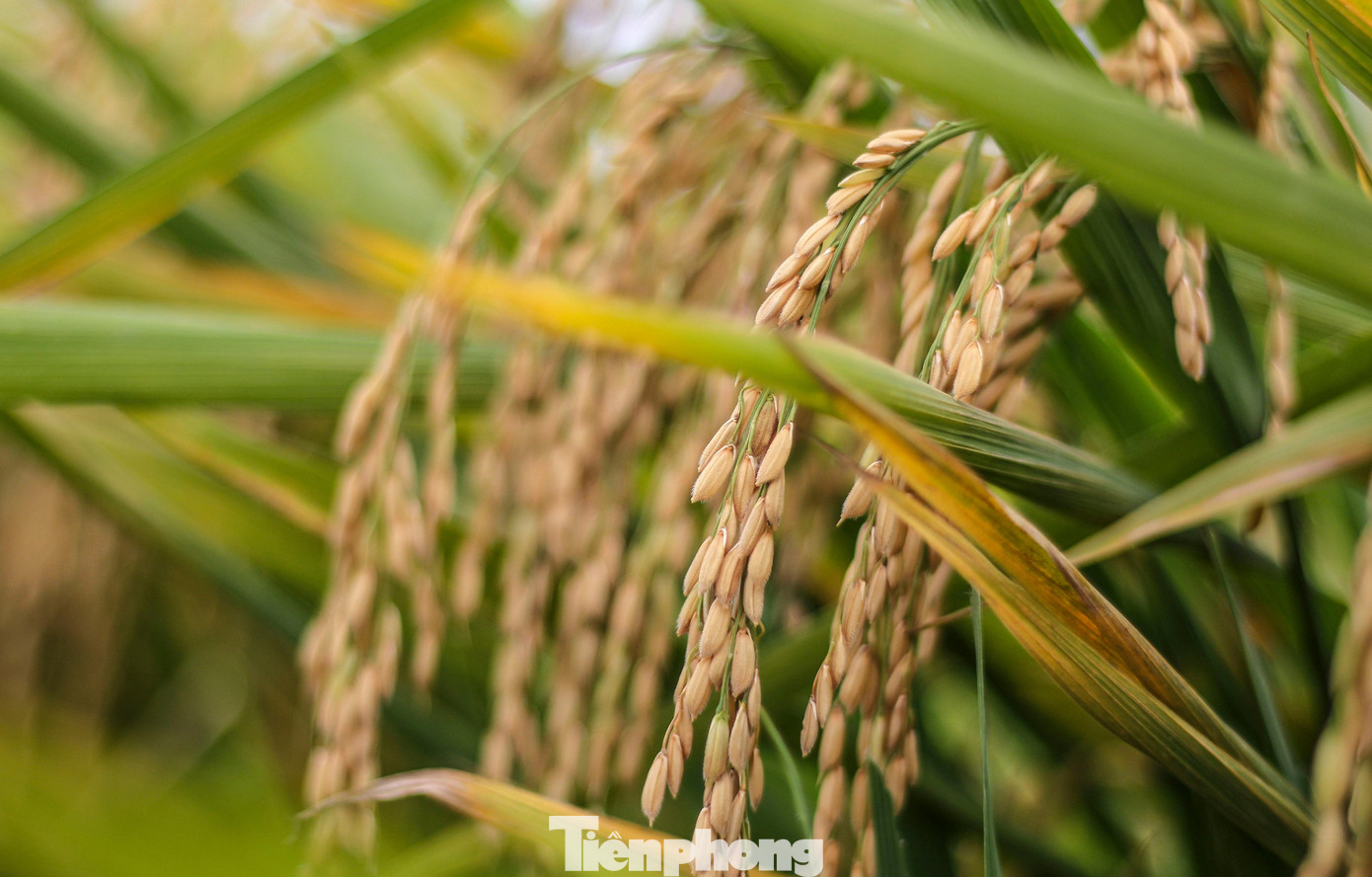 Theo người dân, việc lúa bị ngã đổ, ngập trong nước khiến năng suất bị giảm nhiều. Ảnh: Trương Định