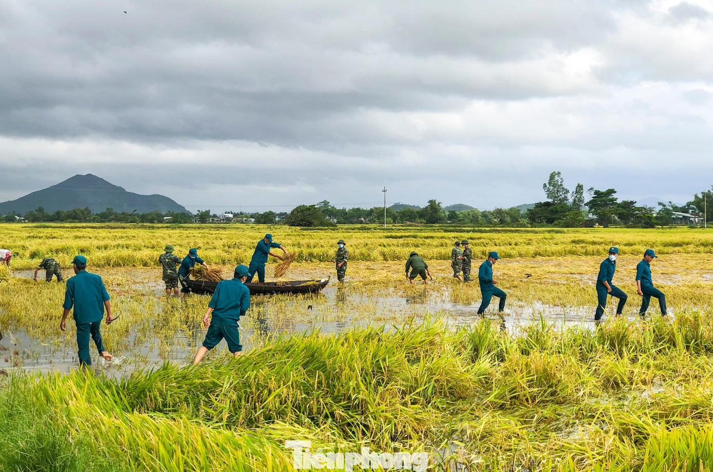 Trước đó, lãnh đạo tỉnh Bình Định đã đề nghị UBND cấp huyện huy động các lực lượng vũ trang đứng chân trên địa bàn khẩn trương giúp đỡ người dân thu hoạch vụ lúa đông xuân, đặc biệt các diện tích lúa bị ngã đổ. Ảnh: Trương Định