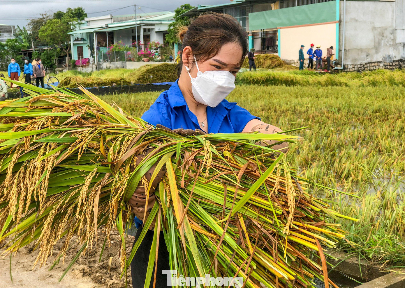 Những gié lúa ngã đổ, ngập trong nước được vớt lên.
