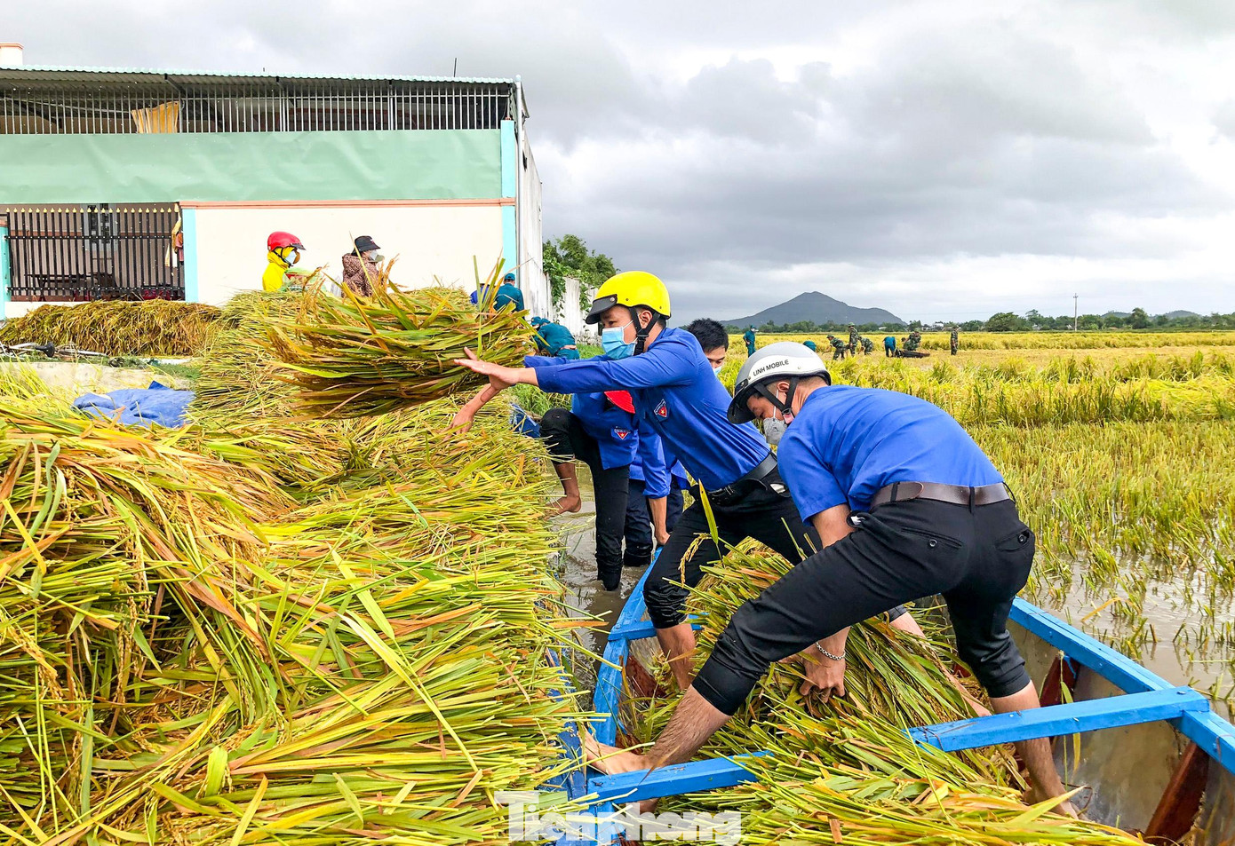 Các bạn ĐVTN xuống đồng phụ giúp người dân thu gặt lúa. Ảnh: Trương Định