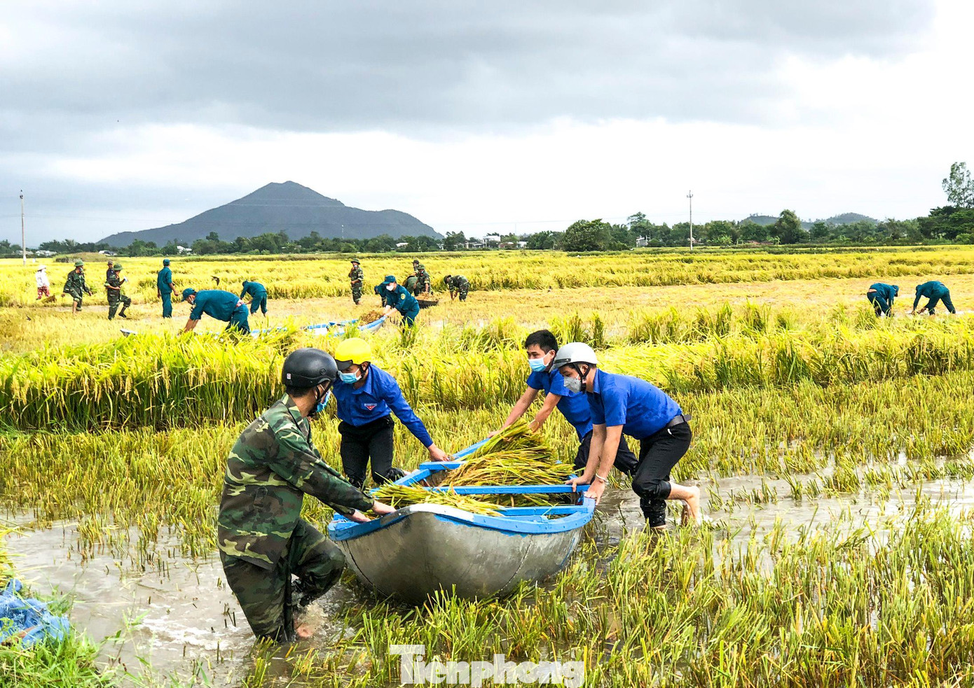 Sau khi thu hoạch phải dùng xuồng đưa vào bờ.