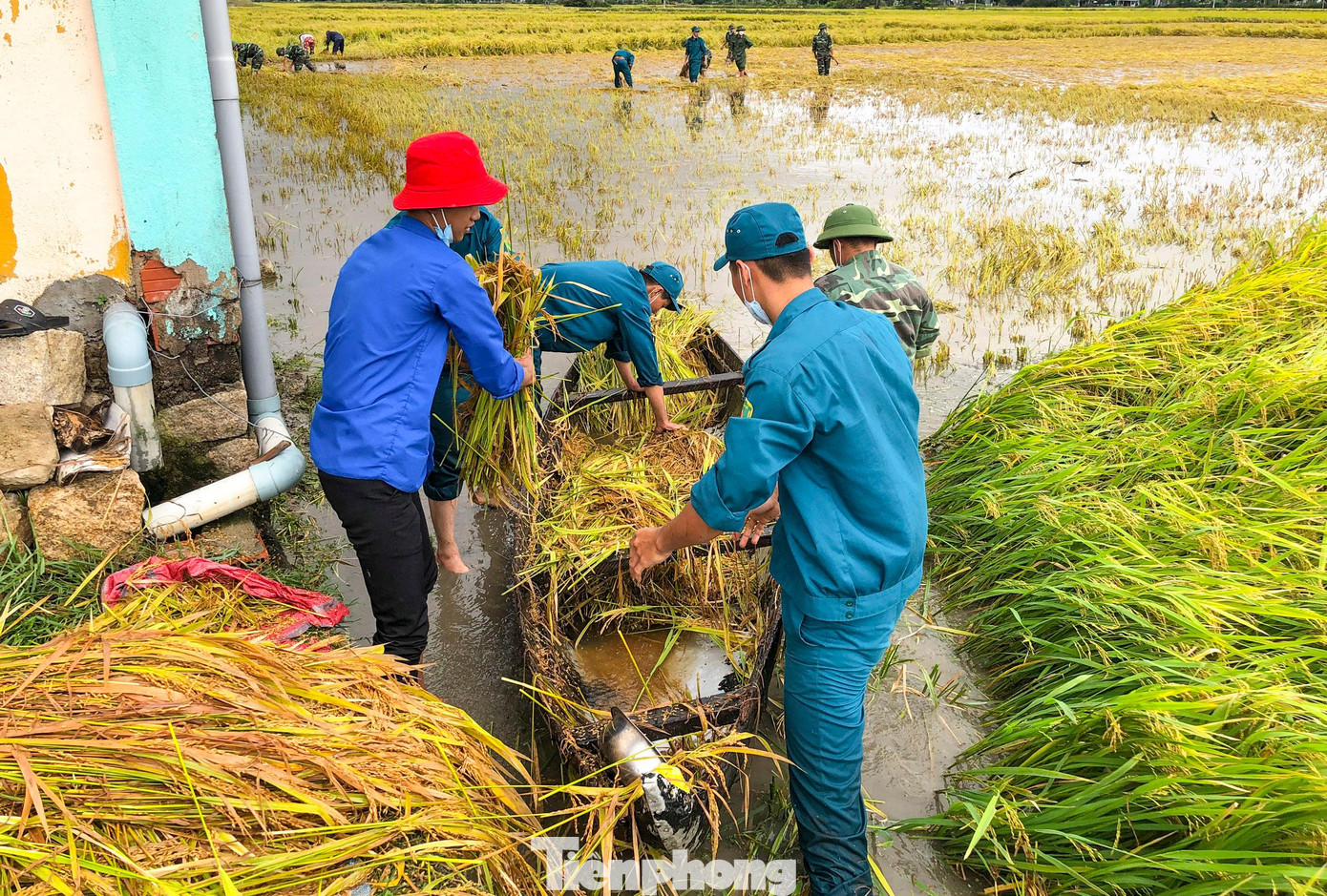Đợt mưa lớn bất thường vừa qua đã làm hơn 14.000 ha lúa đang chuẩn bị thu hoạch trên địa bàn tỉnh Bình Định ngã đổ.