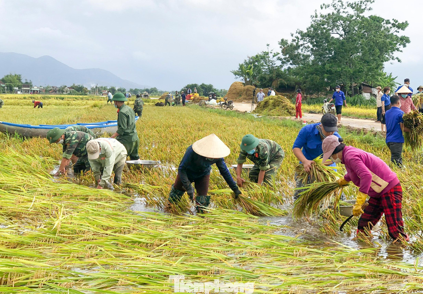 Ghi nhận của Tiền Phong, ngay từ sáng sớm (5/4) các lực lượng vũ trang, ĐVTN cùng xuống đồng phụ giúp người dân ở huyện Tuy Phước thu hoạch lúa bị ngã đổ do đợt mưa lớn bất thường trước đó. Ảnh: Trương Định