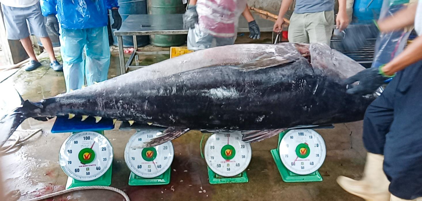 Con cá nặng phải dùng tới 4 chiếc cân Con cá nặng phải dùng tới 4 chiếc cân