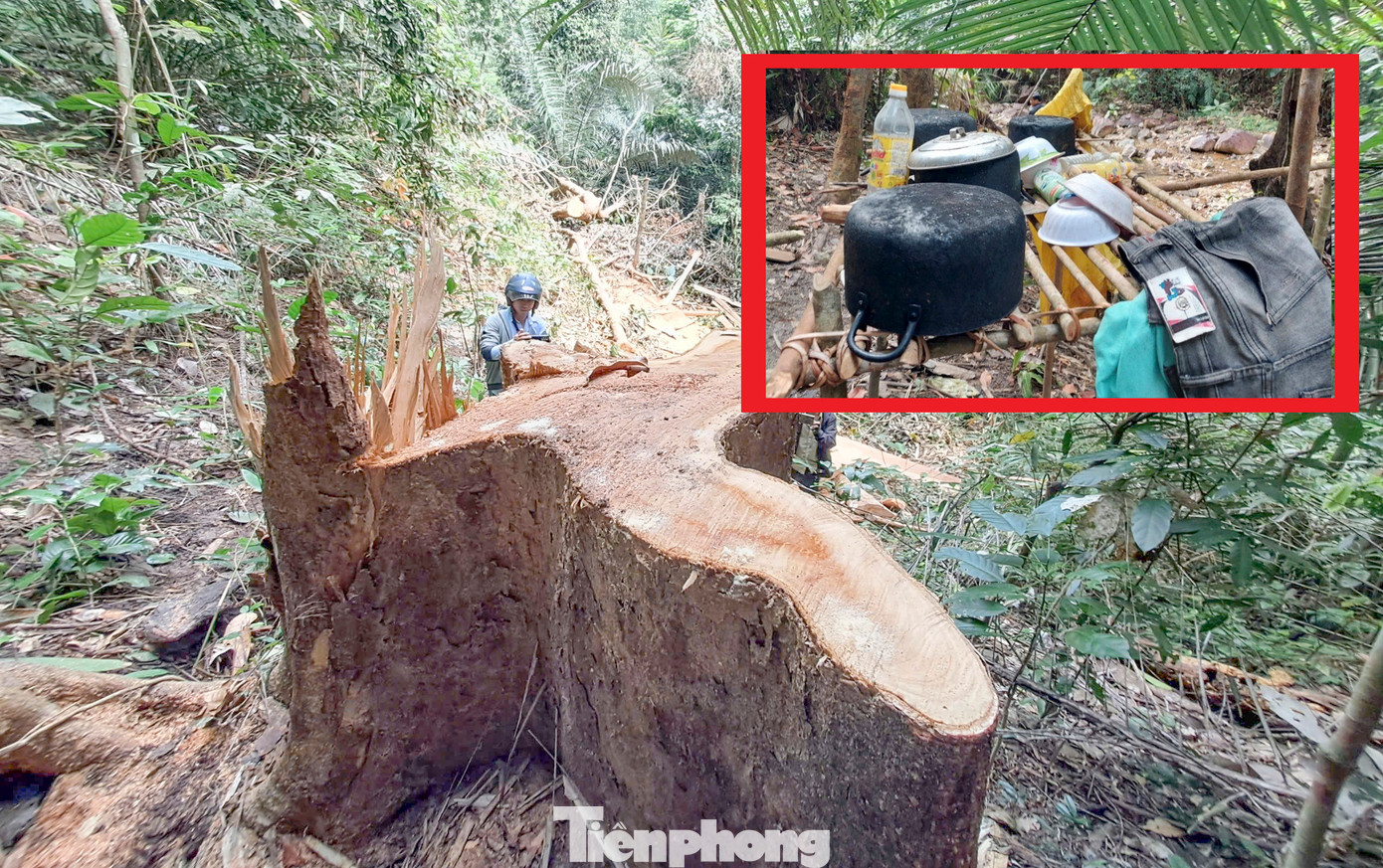 Vụ phá rừng phòng hộ ở huyện Vân Canh. (Ảnh chụp tháng 3/2023).