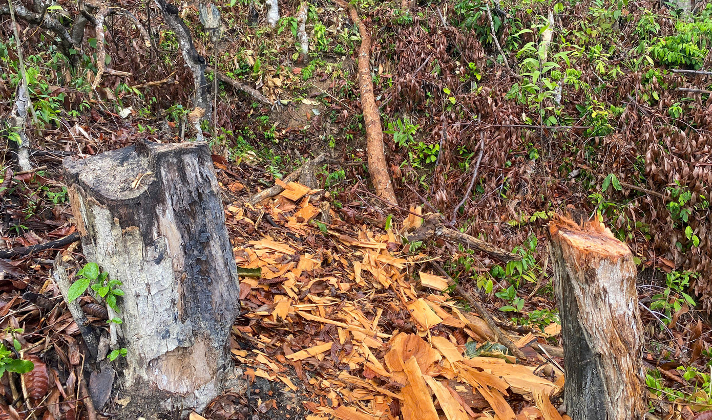 Cây rừng bị đốn hạ dấu vết còn rất mới. Ảnh: X.P Cây rừng bị đốn hạ dấu vết còn rất mới. Ảnh: X.P