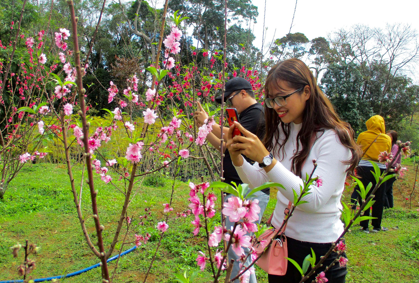 Những cây đào nở rực, thu hút khách du lịch đến tham quan, chụp ảnh ngày đầu năm mới.