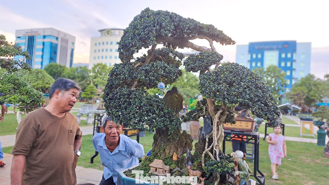 Chiều ngày 18/8, theo ghi nhận của PV, đông đảo người dân và du khách tập trung về khu vực Trung tâm Hội nghị tỉnh Bình Định để chiêm ngưỡng những tác phẩm bonsai độc đáo quy tụ về triển lãm. (Ảnh: Trương Định).
