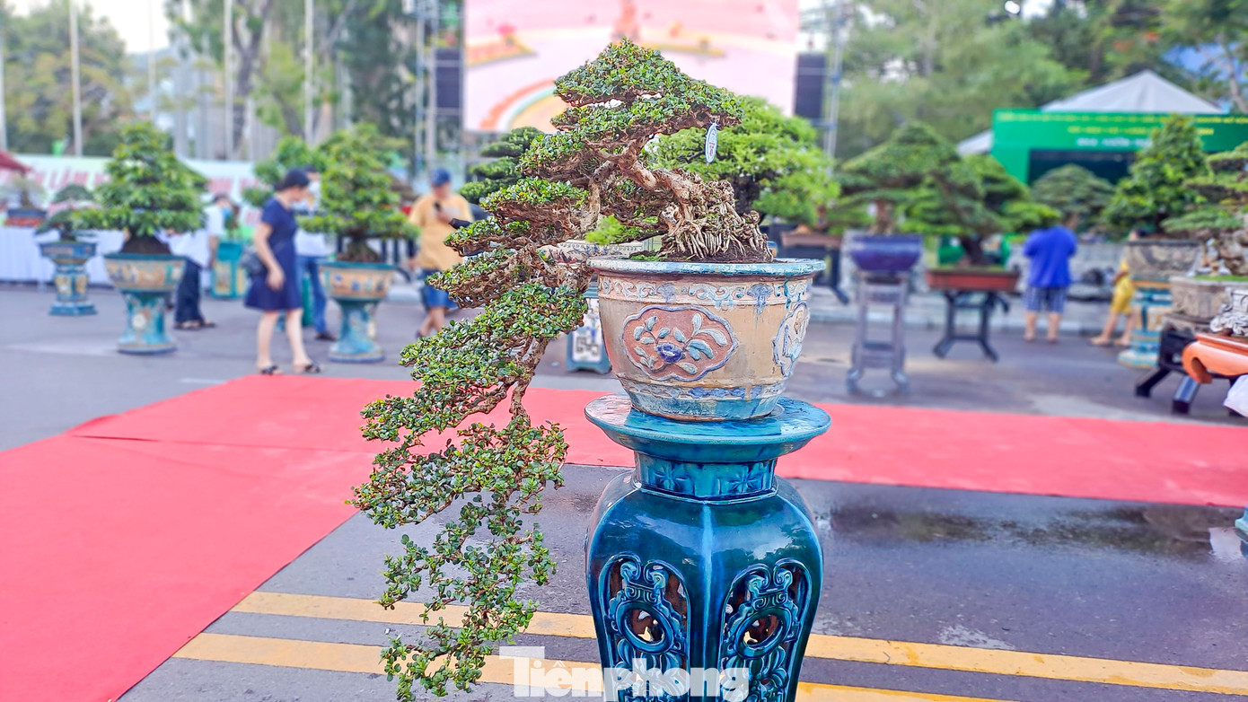 Anh Hồng Phước Thắng (38 tuổi, nhà vườn đến từ Bến Tre) mang đến trưng bày hơn 100 cây bonsai, chủ yếu là Mai Chiếu Thủy và Bông Trang. (Ảnh: Trương Định).