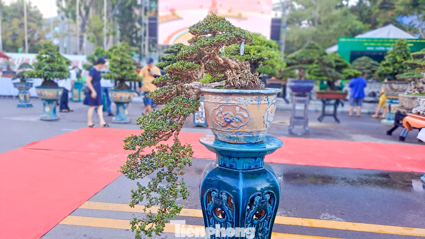 Anh Hồng Phước Thắng (38 tuổi, nhà vườn đến từ Bến Tre) mang đến trưng bày hơn 100 cây bonsai, chủ yếu là Mai Chiếu Thủy và Bông Trang. (Ảnh: Trương Định).
