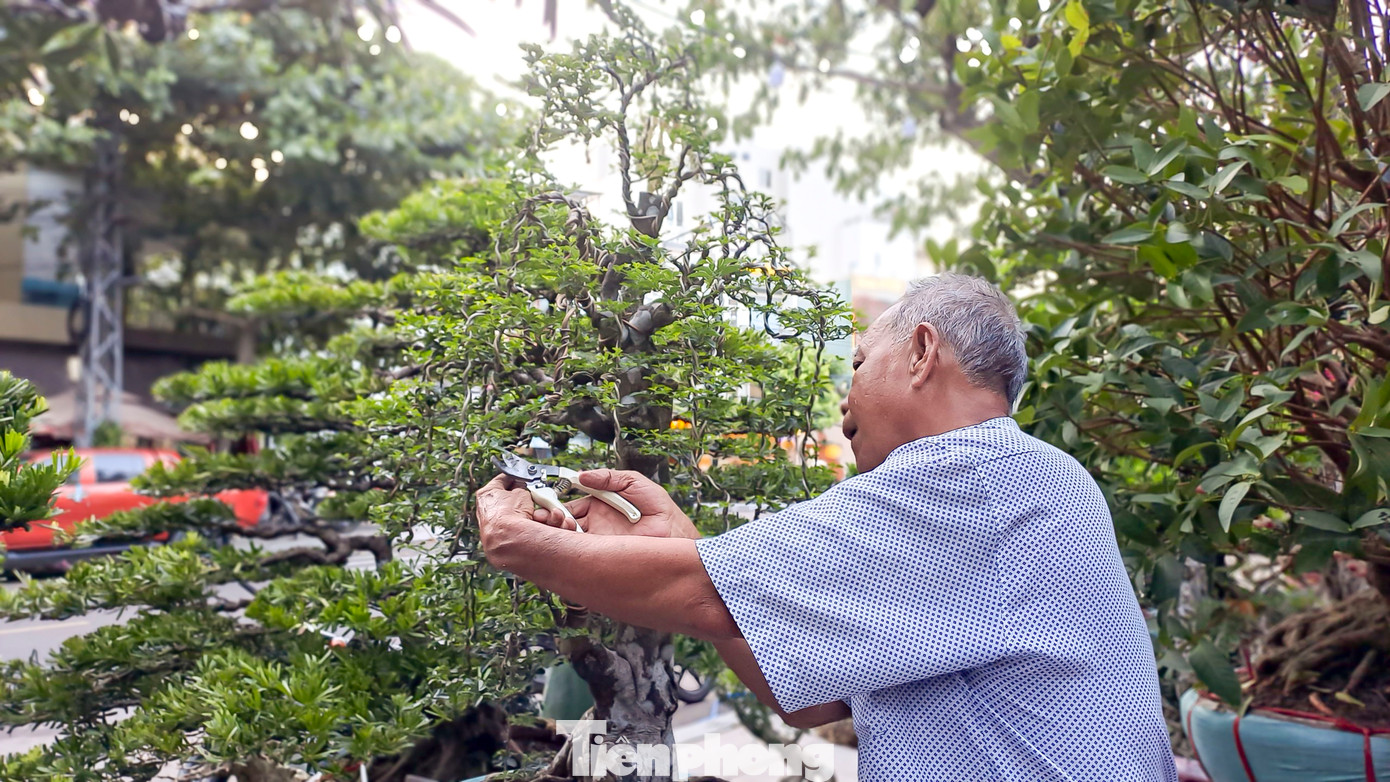 Một nghệ nhân đang cắt tỉa cây bonsai (Ảnh: Trương Định)