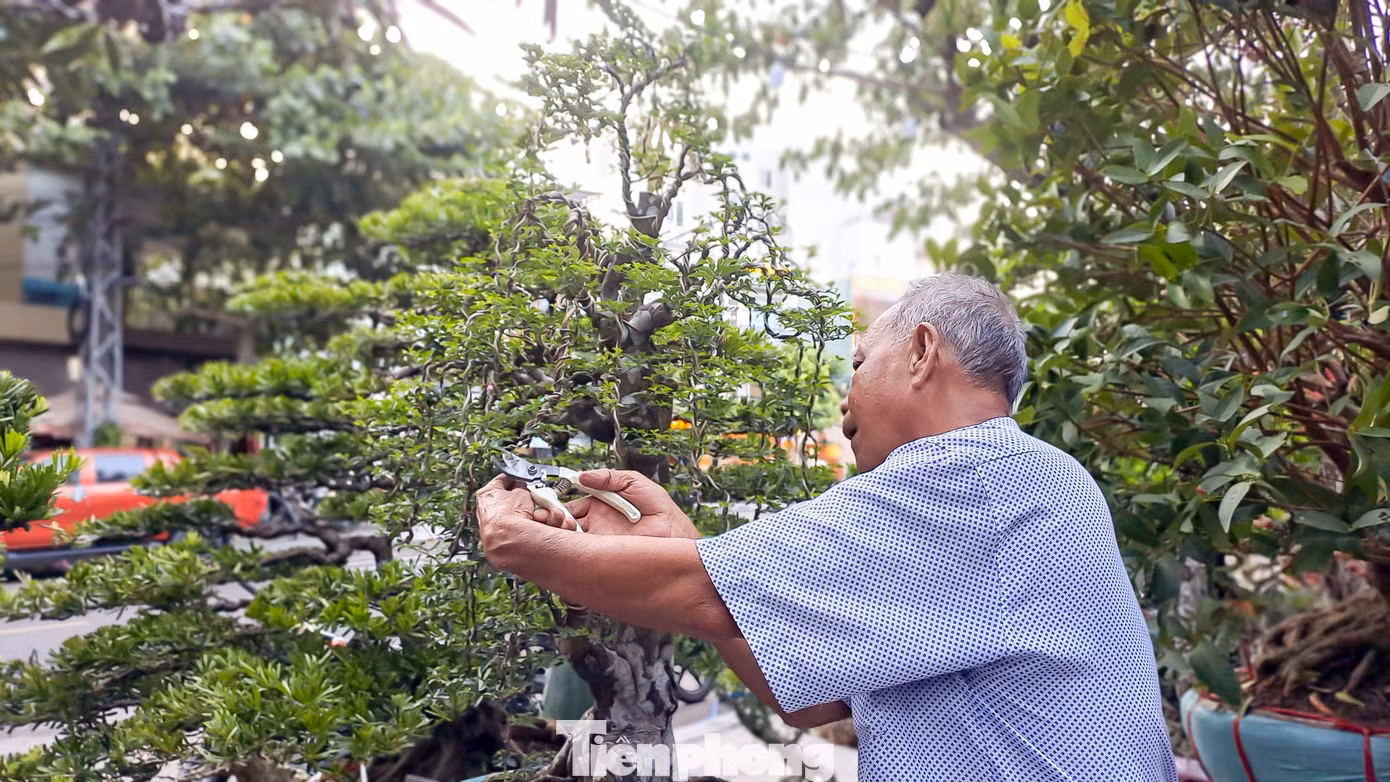 Một nghệ nhân đang cắt tỉa cây bonsai (Ảnh: Trương Định)
