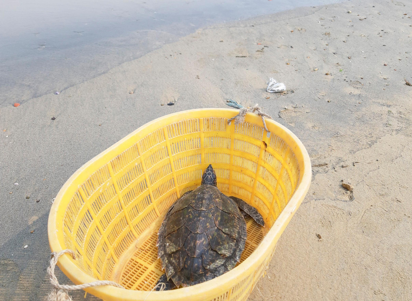 Cá thể đồi mồi được người dân giao nộp. Ảnh: P.H