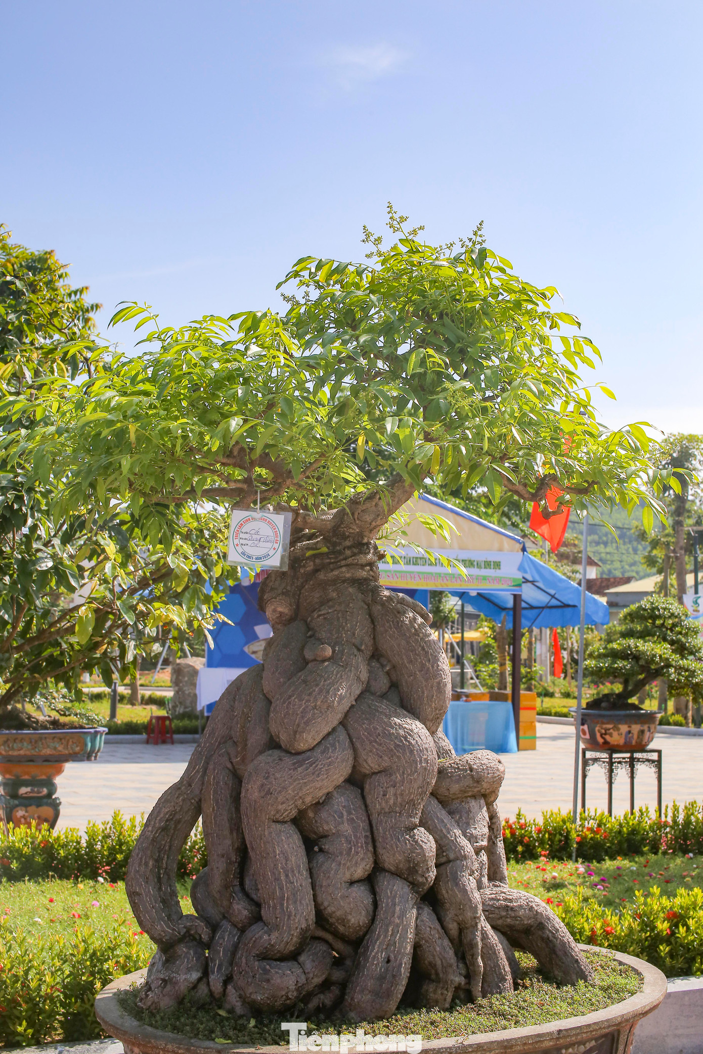 Một cây cóc cổ thụ tại triển lãm. Ảnh: T.Đ