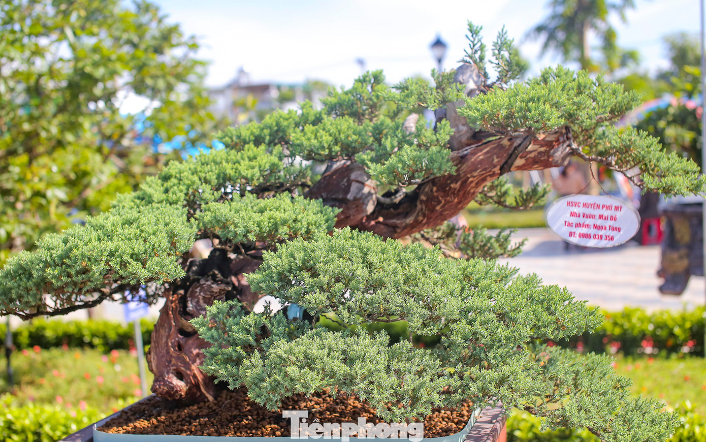 Những tác phẩm bonsai "độc, lạ" quy tụ về công viên phố đi bộ ở huyện Hoài Ân. Ảnh: T.Đ