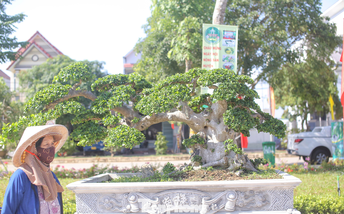 Những tác phẩm bonsai "độc, lạ" quy tụ về công viên phố đi bộ ở huyện Hoài Ân. Ảnh: T.Đ