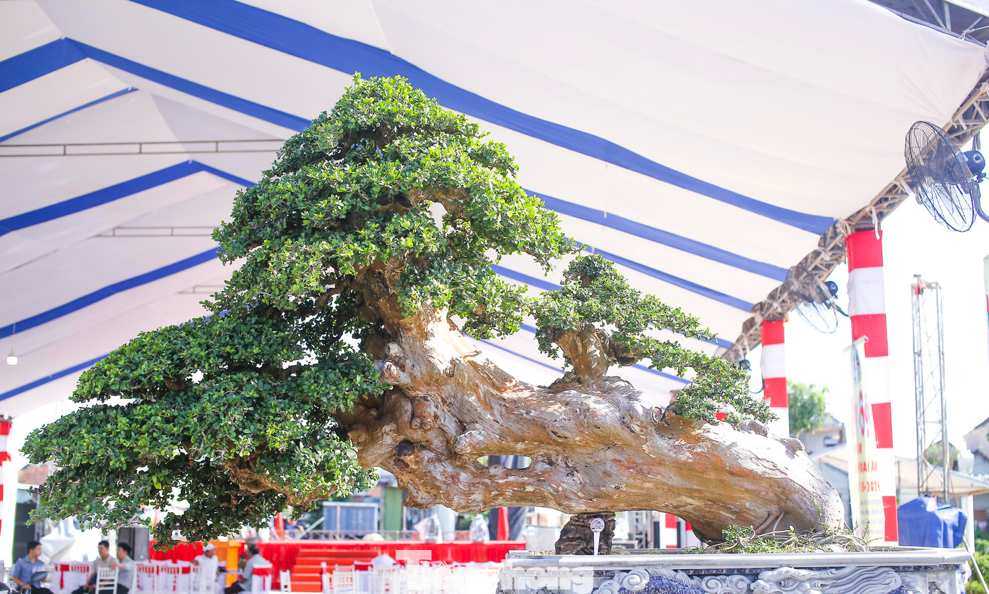 Triển lãm quy tụ gần 100 nhà vườn trong và ngoài tỉnh tham gia. Ảnh: T.Đ