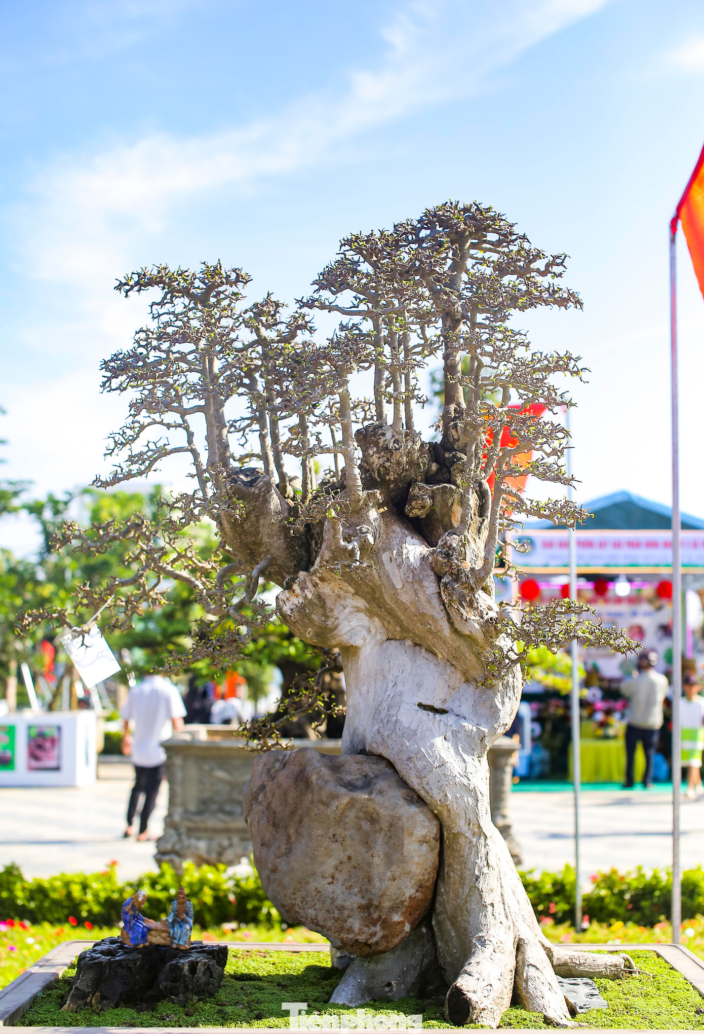 Theo lãnh đạo Hội Sinh vật cảnh huyện Hoài Ân, có hơn 500 gốc bonsai được mang đến triển lãm. Chuẩn loại cũng rất đa dạng, như tùng, hải châu, duối, khế, bằng lăng,… Nhiều cây có giá trị đến vài trăm triệu đồng. Ảnh: T.Đ