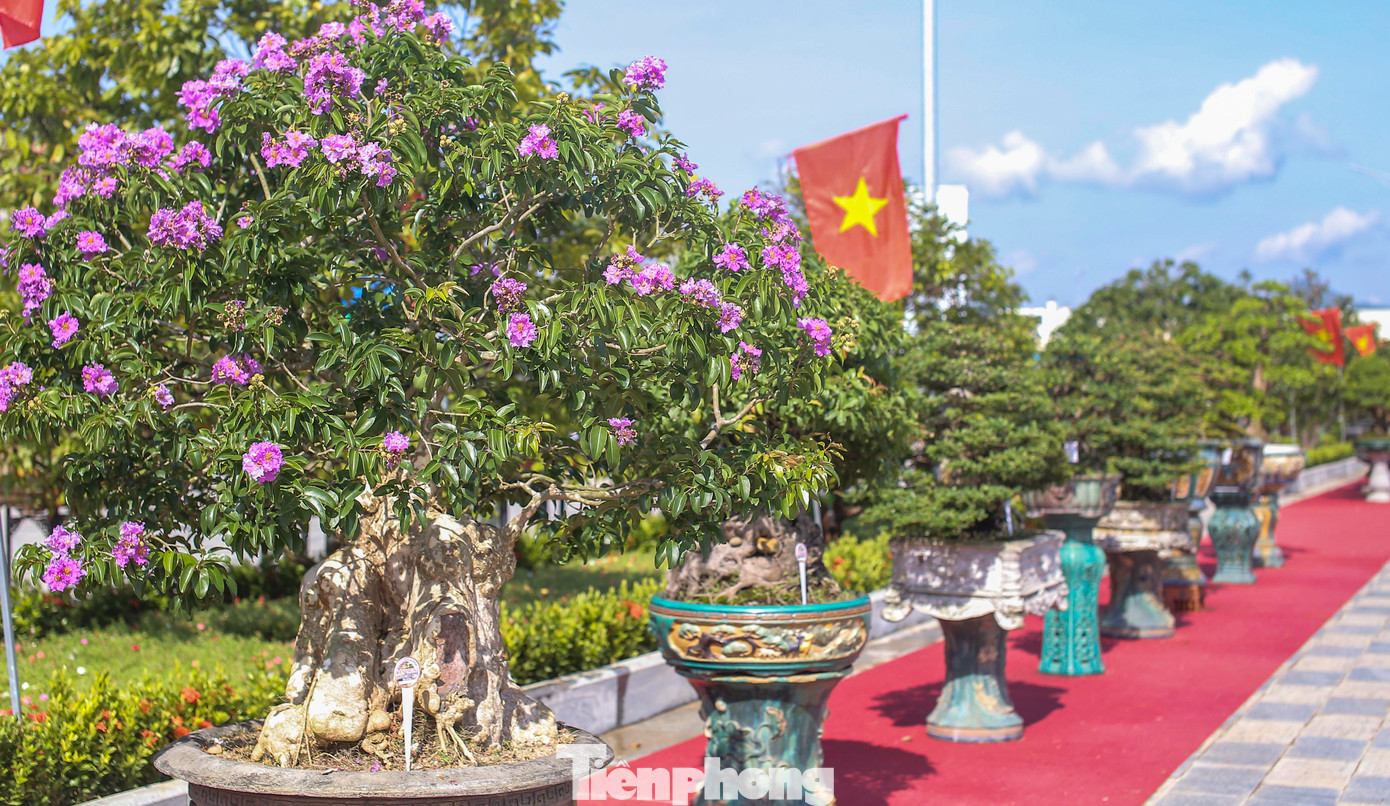 Gốc bằng lăng bung nở hoa. Ảnh: T.Đ