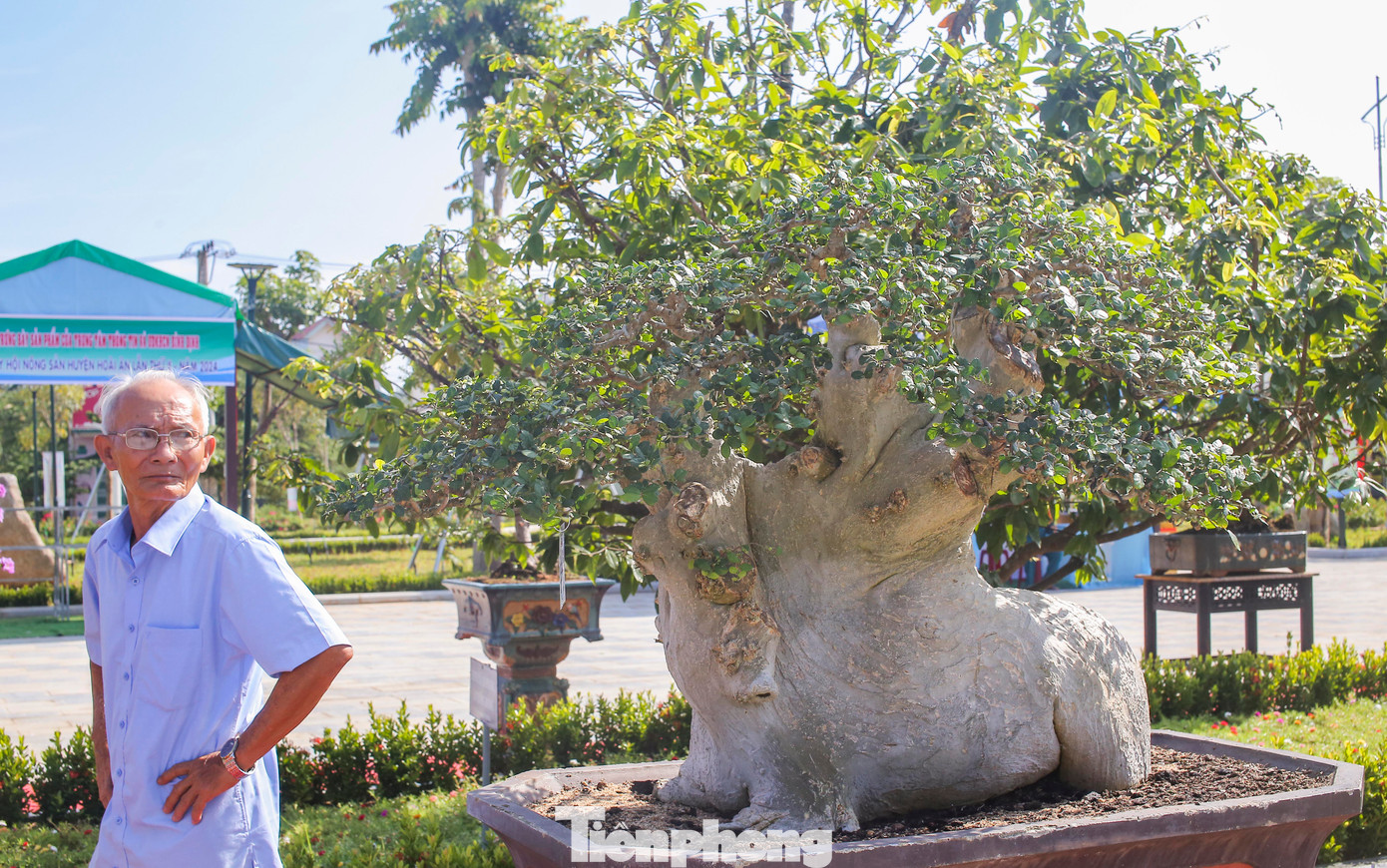 Nhiều tác phẩm bonsai đẹp mắt đã được trưng bày triển lãm. Ảnh: T.Đ
