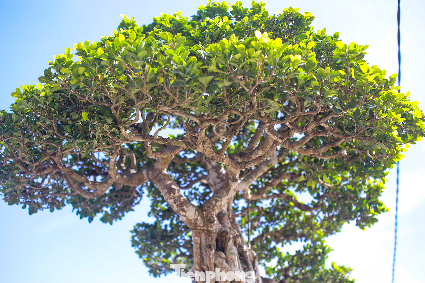 Triển lãm diễn ra đến ngày 22/5. Ảnh: T.Đ