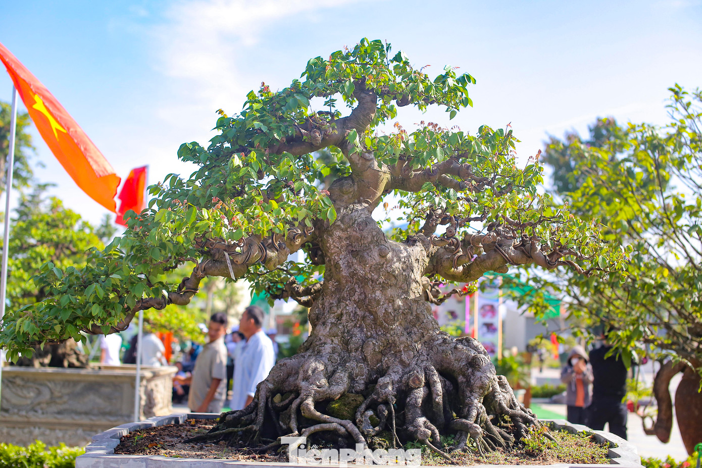 Những gốc bonsai đẹp mắt. Ảnh: T.Đ