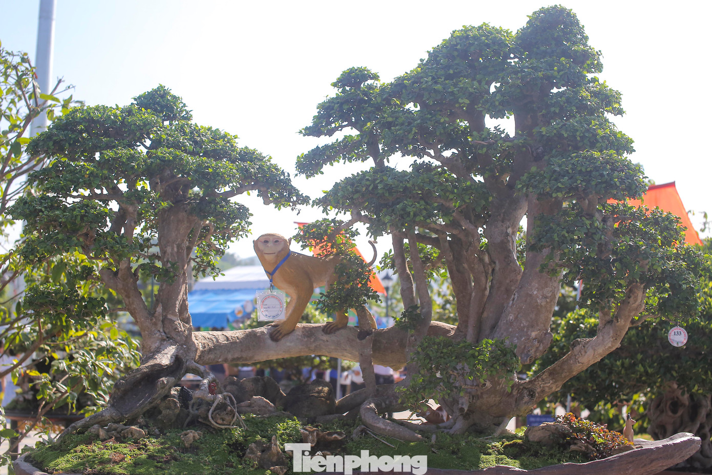 Những tác phẩm bonsai "độc, lạ" quy tụ về công viên phố đi bộ ở huyện Hoài Ân. Ảnh: T.Đ