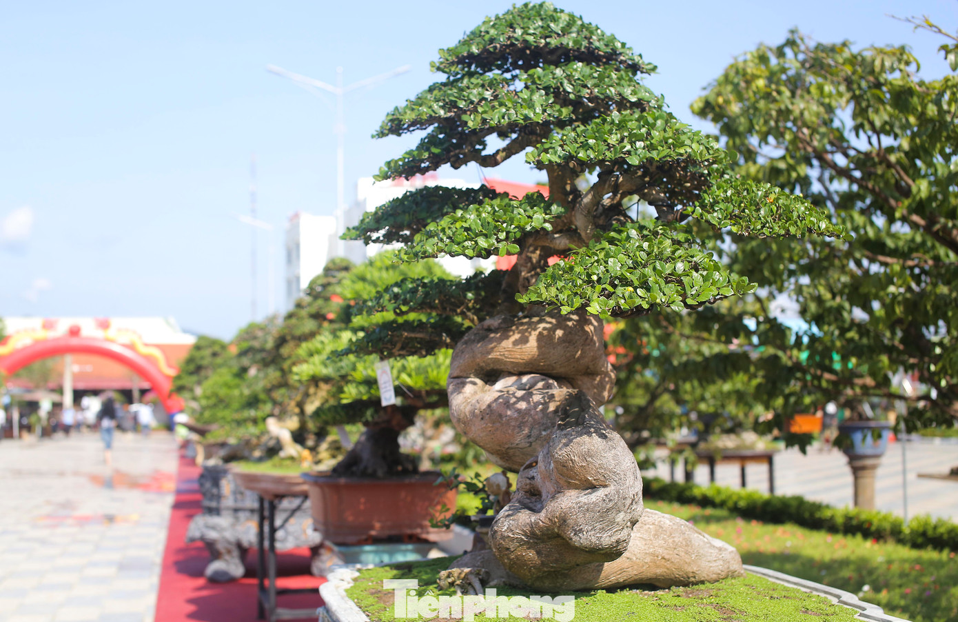 Những gốc bonsai đẹp mắt. Ảnh: T.Đ
