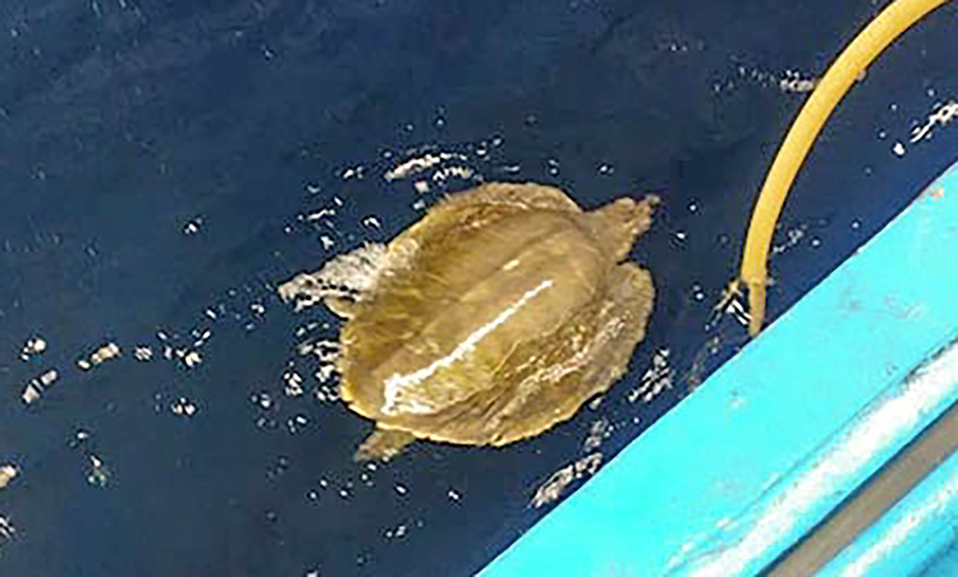 Cá thể đồi mồi dứa được ngư dân thả về biển. Ảnh: NVCC Cá thể đồi mồi dứa được ngư dân thả về biển. Ảnh: NVCC