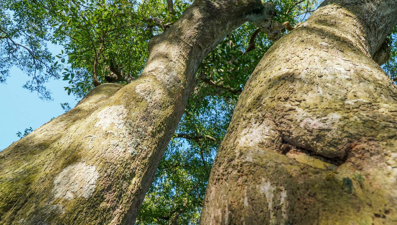 Những cây Kơ nia vươn mình phát triển tươi tốt. Những cây Kơ nia vươn mình phát triển tươi tốt.