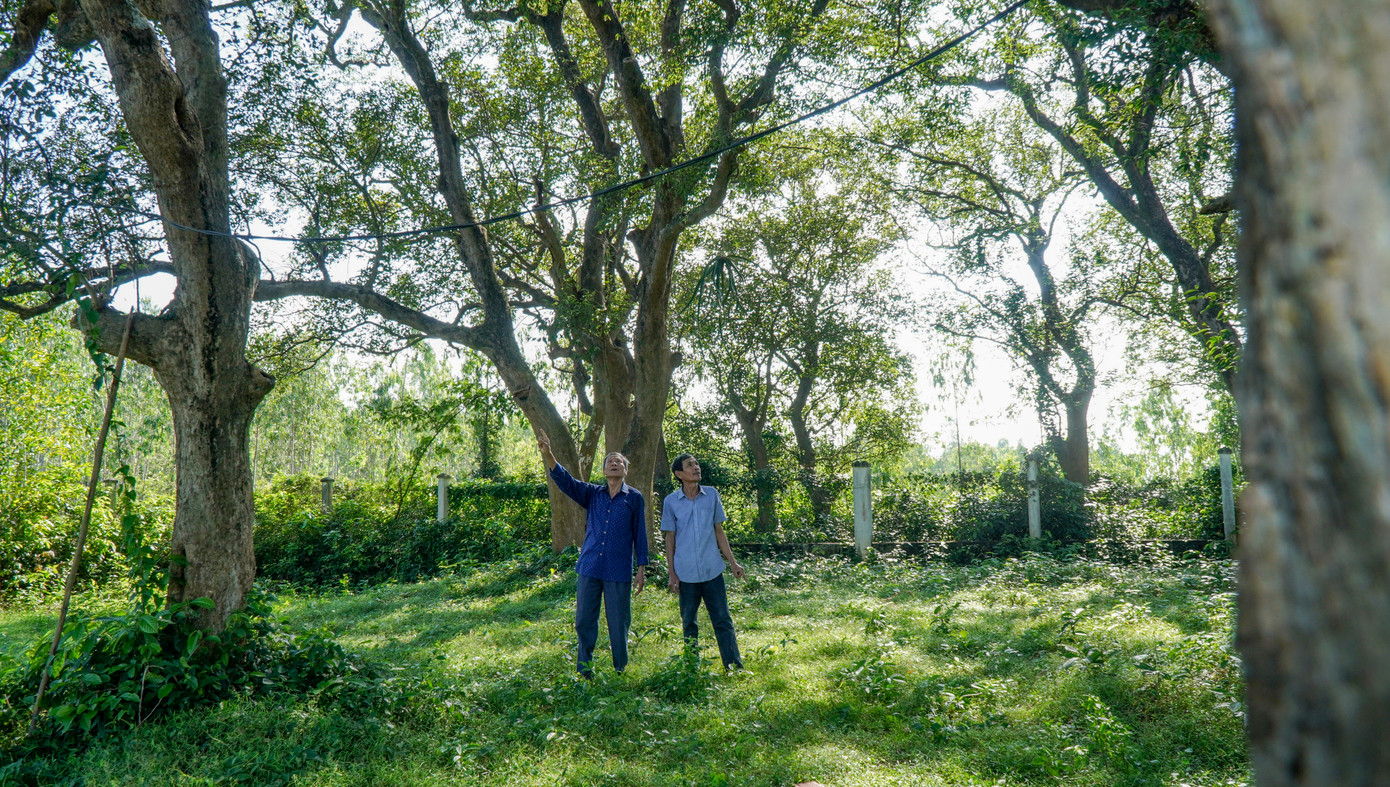 Rừng Kơ nia cổ thủ nằm giữa đồng bằng ở Bình Định. Rừng Kơ nia cổ thủ nằm giữa đồng bằng ở Bình Định.