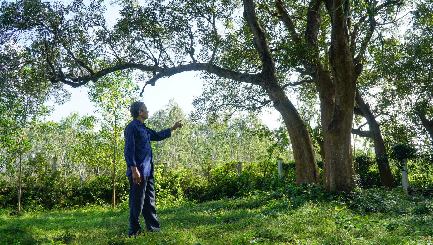 Theo người dân địa phương, hiếm có nơi nào trên địa bàn tỉnh có rừng cây Kơ nia như thế này nên nó đã trở thành một nét độc đáo, được dân địa phương xem như là “báu vật”. Theo người dân địa phương, hiếm có nơi nào trên địa bàn tỉnh có rừng cây Kơ nia như thế này nên nó đã trở thành một nét độc đáo, được dân địa phương xem như là “báu vật”.