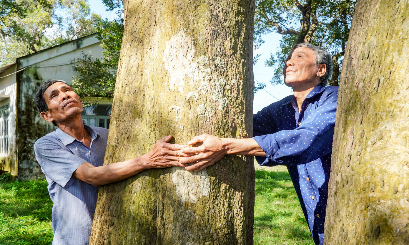 Những gốc cây có đường kính lớn, 2 người ôm không xuể. Những gốc cây có đường kính lớn, 2 người ôm không xuể.