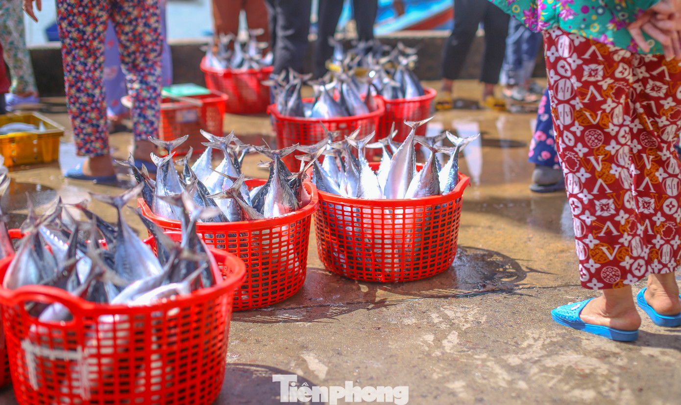 Cá ngừ chù được ngư dân Nhơn Lý đánh bắt được mang vào bờ. Ảnh: Trương Định