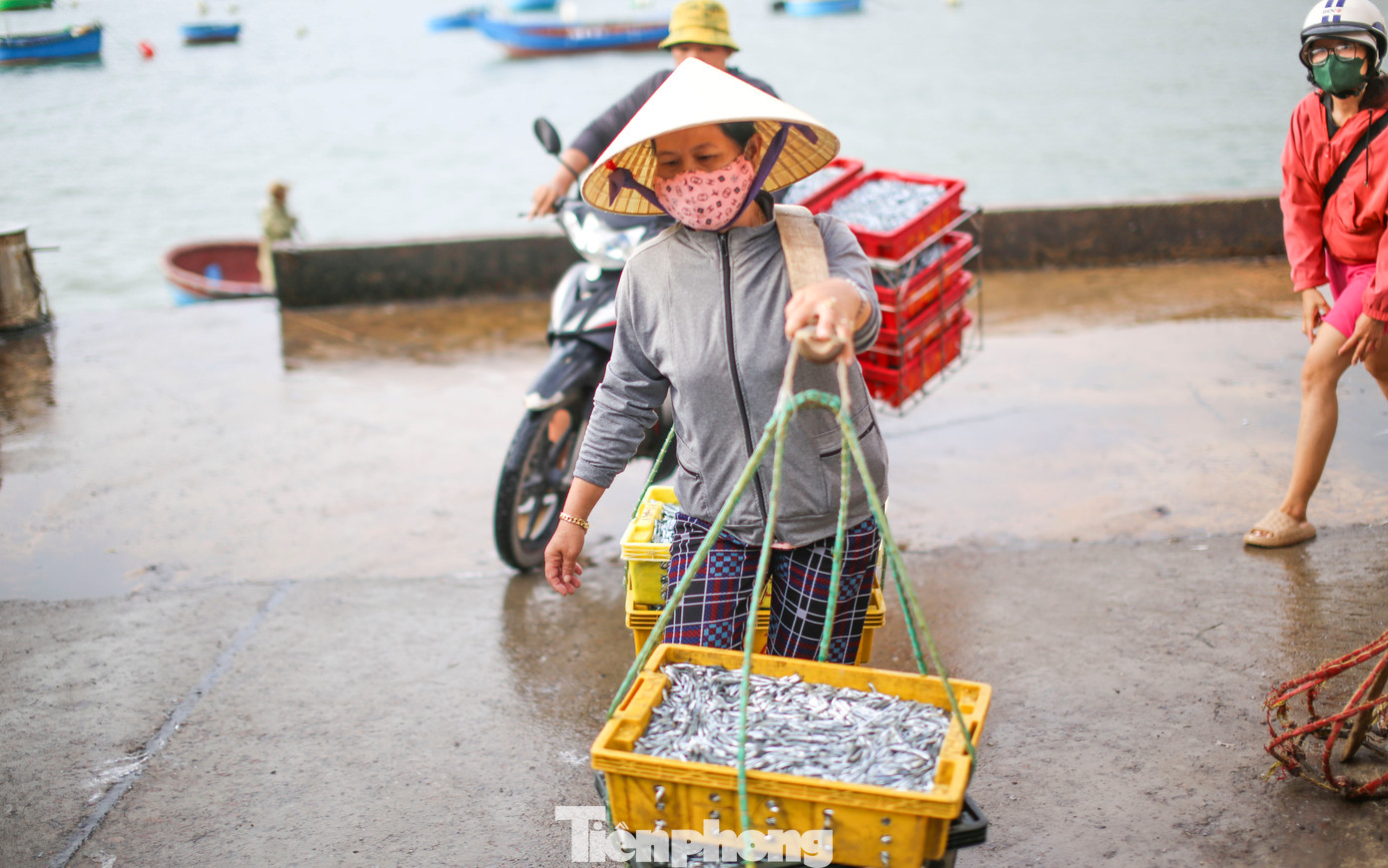 Những mẻ cá cơm tươi rói được thương lái thu mua đem đi tiêu thụ. Ảnh: Trương Định