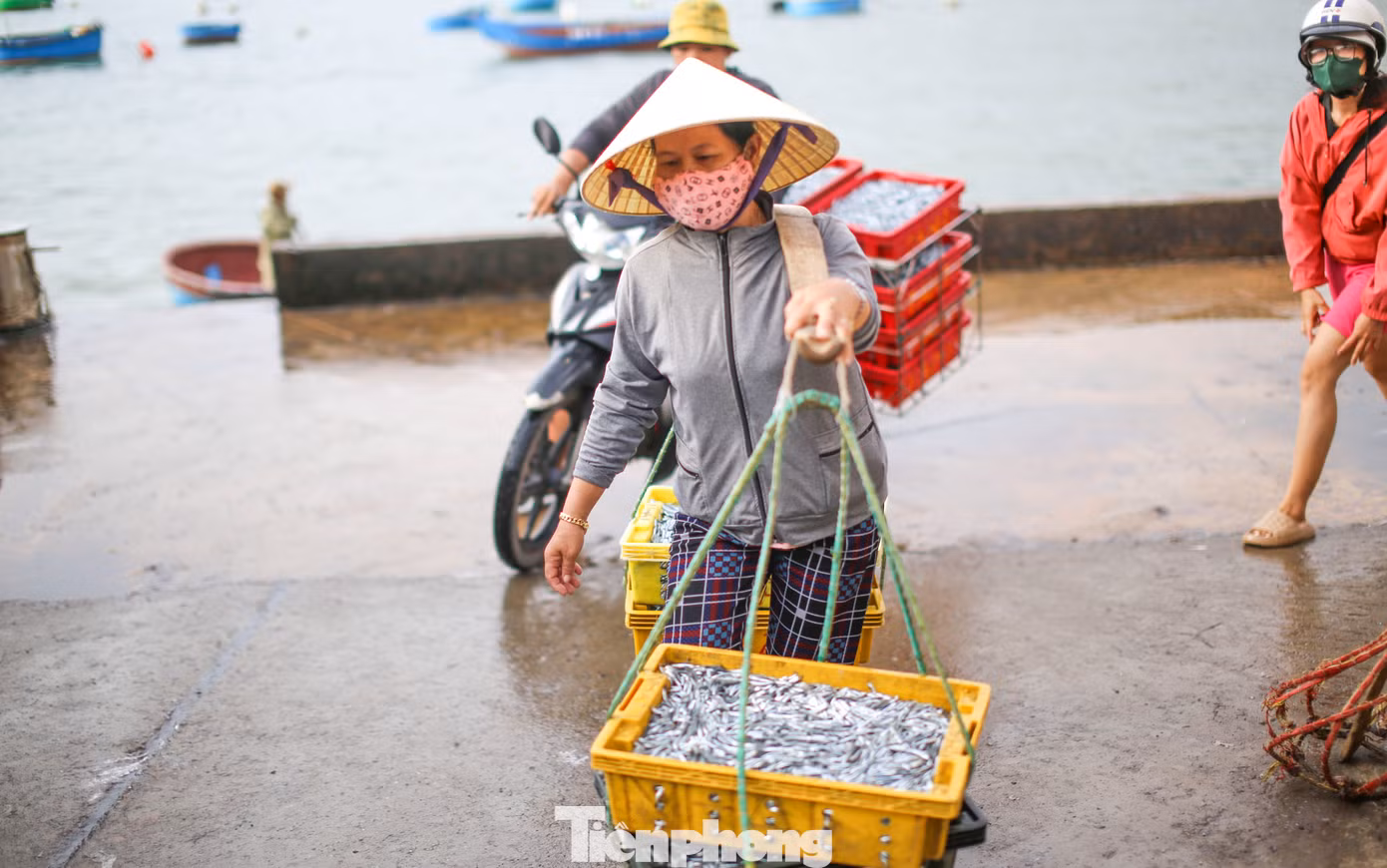 Những mẻ cá cơm tươi rói được thương lái thu mua đem đi tiêu thụ. Ảnh: Trương Định